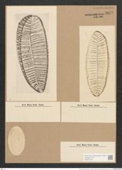 Surirella gemma Ehr. (de-Toni-Nr.: Genus 53, Species 2247) Zeichnungen Sammlung Grunow Nr. 4677 (NHMW-BOT-W0372748)